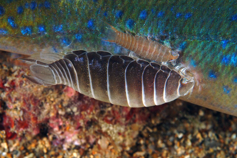 Nerocila cf. bivittata, Anilocra cf. frontalis e altri isopodi parassiti